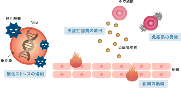 慢性炎症が体に悪影響をもたらすメカニズム